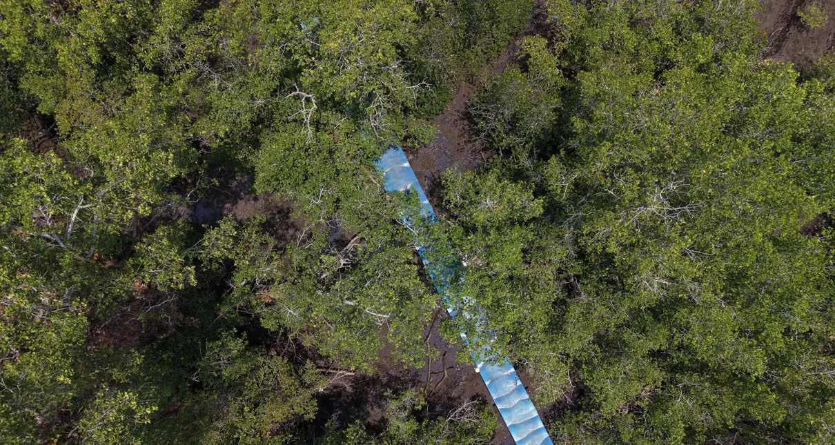 Kawasan mangrove Tanjung Pisok dari udara