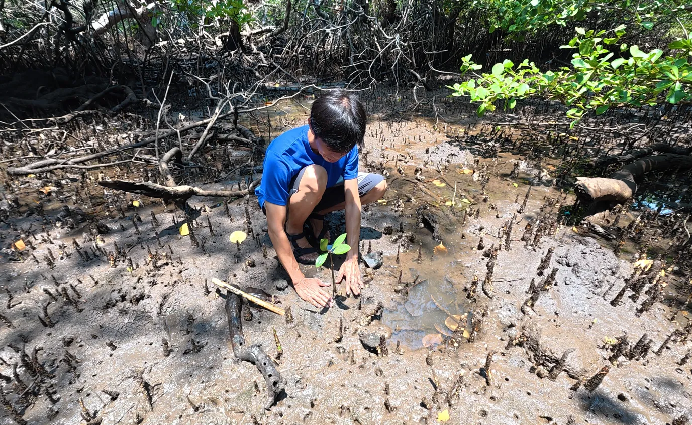 Penanaman bibit mangrove di Tanjung Pisok