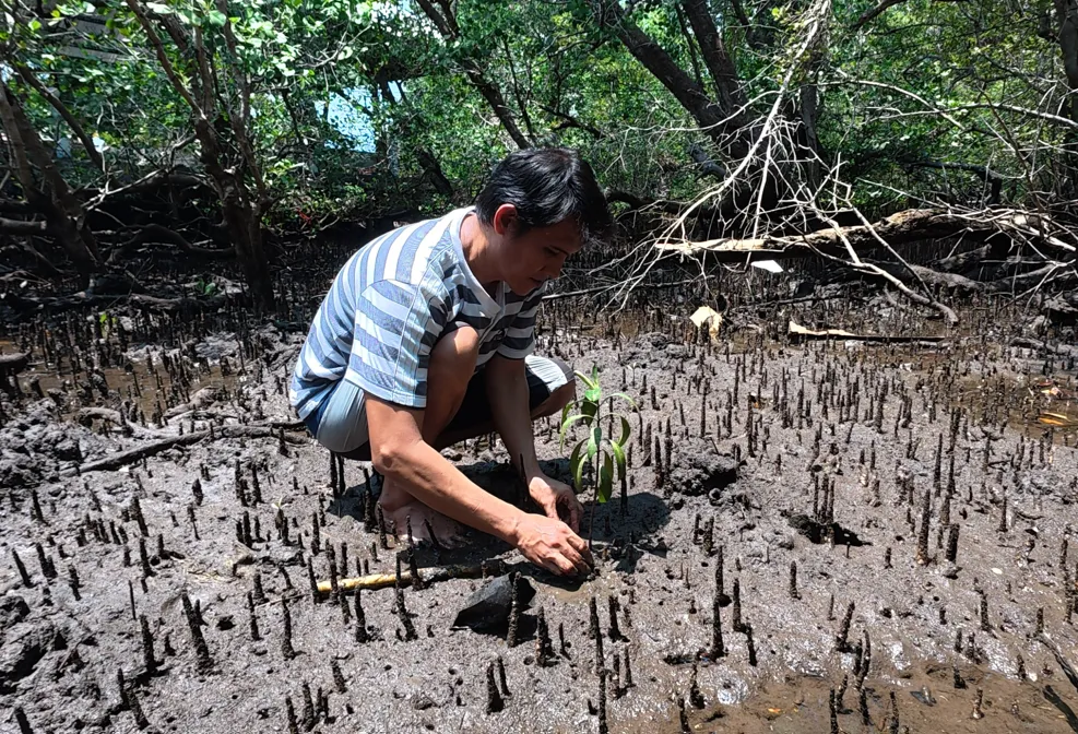Tim melakukan restorasi mangrove di Tanjung Pisok